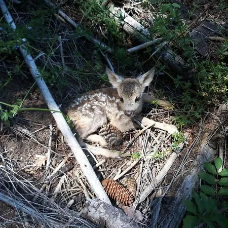 Waldhof Διαμέρισμα *